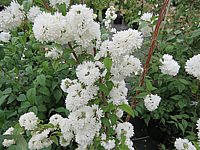 Deutzia%20magnifica%20-%20Blueten%20nah.JPG