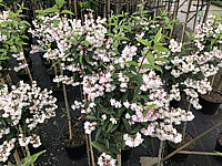 Deutzia%20scabra%20Plena%2001.JPG