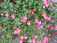 Klicken Sie auf die Vorschau, um das Vollbild zu sehen Diascia%20Ruby%20Fields.jpg