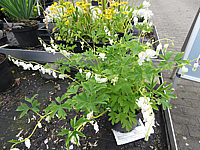 Klicken Sie auf die Vorschau, um das Vollbild zu sehen Dicentra%20spectabilis%20Alba%2002.JPG