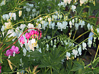 Klicken Sie auf die Vorschau, um das Vollbild zu sehen Dicentra%20spectabilis%20Alba%20z%20unscharf.JPG