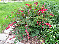 Klicken Sie auf die Vorschau, um das Vollbild zu sehen Dicentra%20spectabilis%20Valentine%20-%20Sol%2001.JPG