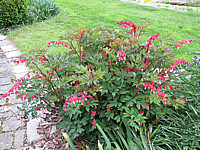 Klicken Sie auf die Vorschau, um das Vollbild zu sehen Dicentra%20spectabilis%20Valentine%20-%20Sol%2002.JPG