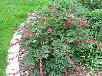 Klicken Sie auf die Vorschau, um das Vollbild zu sehen Dicentra%20spectabilis%20Valentine%20-%20Sol%2004.JPG