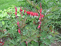 Klicken Sie auf die Vorschau, um das Vollbild zu sehen Dicentra%20spectabilis%20Valentine%20-%20nah.JPG