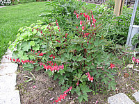 Klicken Sie auf die Vorschau, um das Vollbild zu sehen Dicentra%20spectabilis%20Valentine%2001.JPG