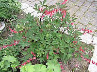 Klicken Sie auf die Vorschau, um das Vollbild zu sehen Dicentra%20spectabilis%20Valentine%2002.JPG