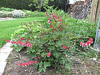 Klicken Sie auf die Vorschau, um das Vollbild zu sehen Dicentra%20spectabilis%20Valentine%2003.JPG