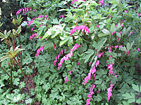 Klicken Sie auf die Vorschau, um das Vollbild zu sehen Dicentra%20spectabilis.JPG