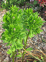 Klicken Sie auf die Vorschau, um das Vollbild zu sehen Dictamnus%20fraxinella%20-%20Austrieb%20vor%20Bluete.JPG