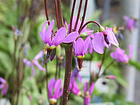 Klicken Sie auf die Vorschau, um das Vollbild zu sehen Dodecatheon%20meadia%2001.JPG