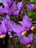 Klicken Sie auf die Vorschau, um das Vollbild zu sehen Dodecatheon%20meadia%2002.JPG