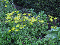 Klicken Sie auf die Vorschau, um das Vollbild zu sehen Doronicum%20orientale%20Finesse%2001.jpg