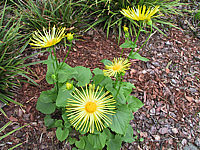 Klicken Sie auf die Vorschau, um das Vollbild zu sehen Doronicum%20orientale%20Finesse%2002.JPG