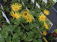 Klicken Sie auf die Vorschau, um das Vollbild zu sehen Doronicum%20orientale%20Finesse%2004.jpg