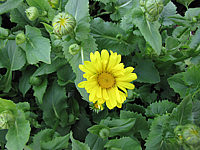 Klicken Sie auf die Vorschau, um das Vollbild zu sehen Doronicum%20orientale%20Little%20Leo.JPG