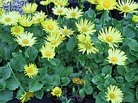 Klicken Sie auf die Vorschau, um das Vollbild zu sehen Doronicum%20orientale%20Magnificum.JPG