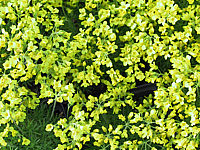 Klicken Sie auf die Vorschau, um das Vollbild zu sehen Draba%20bruniifolia%2001.JPG