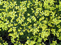 Klicken Sie auf die Vorschau, um das Vollbild zu sehen Draba%20bruniifolia%2002.JPG