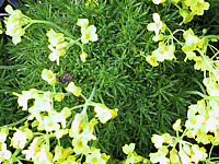 Klicken Sie auf die Vorschau, um das Vollbild zu sehen Draba%20bruniifolia%2003.JPG