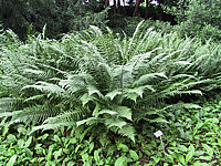 Klicken Sie auf die Vorschau, um das Vollbild zu sehen Dryopteris%20affinis%20Pinderi.JPG