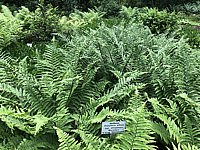 Klicken Sie auf die Vorschau, um das Vollbild zu sehen Dryopteris%20affinis%20stilupensis%20001.JPG