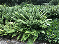 Klicken Sie auf die Vorschau, um das Vollbild zu sehen Dryopteris%20affinis%20stilupensis%20002.JPG