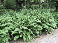 Klicken Sie auf die Vorschau, um das Vollbild zu sehen Dryopteris%20affinis%20stilupensis.JPG