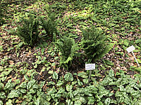 Klicken Sie auf die Vorschau, um das Vollbild zu sehen Dryopteris%20filix-mas%20Crispa.JPG