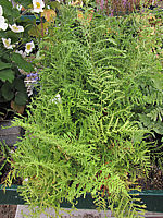 Klicken Sie auf die Vorschau, um das Vollbild zu sehen Dryopteris%20filix-mas%20Lineare%20Polydactylon%2001.JPG