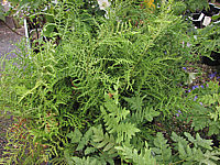 Klicken Sie auf die Vorschau, um das Vollbild zu sehen Dryopteris%20filix-mas%20Lineare%20Polydactylon%2002.JPG