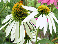 Klicken Sie auf die Vorschau, um das Vollbild zu sehen Echinacea%20purpurea%20Alba.JPG