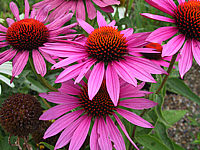 Klicken Sie auf die Vorschau, um das Vollbild zu sehen Echinacea%20purpurea%20Rubinstern%2001.JPG