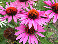 Klicken Sie auf die Vorschau, um das Vollbild zu sehen Echinacea%20purpurea%20Rubinstern%2002.JPG