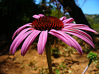 Klicken Sie auf die Vorschau, um das Vollbild zu sehen Echinacea%20purpurea%20Rubinstern%2003.jpg