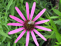 Klicken Sie auf die Vorschau, um das Vollbild zu sehen Echinacea%20tenneseensis.JPG