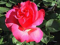 Klicken Sie auf die Vorschau, um das Vollbild zu sehen Edelrose%20Aachener%20Dom.jpg