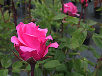 Klicken Sie auf die Vorschau, um das Vollbild zu sehen Edelrose%20Carina.jpg