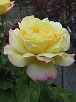 Klicken Sie auf die Vorschau, um das Vollbild zu sehen Edelrose%20Gloria%20Dei.jpg