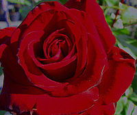 Klicken Sie auf die Vorschau, um das Vollbild zu sehen Edelrose%20Schwarze%20Madonna.jpg