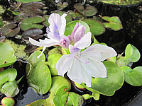 Klicken Sie auf die Vorschau, um das Vollbild zu sehen Eichhornia%20crassipes%20-%20Bluete.JPG