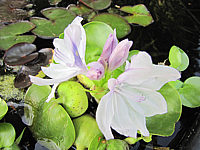 Klicken Sie auf die Vorschau, um das Vollbild zu sehen Eichhornia%20crassipes%20-%20Bluete1.JPG
