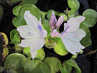 Klicken Sie auf die Vorschau, um das Vollbild zu sehen Eichhornia%20crassipes%20-%20Bluete2.JPG