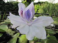 Klicken Sie auf die Vorschau, um das Vollbild zu sehen Eichhornia%20crassipes%20-%20Bluetenmacro.JPG