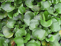 Klicken Sie auf die Vorschau, um das Vollbild zu sehen Eichhornia%20crassipes.JPG