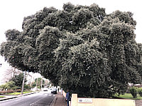 Klicken Sie auf die Vorschau, um das Vollbild zu sehen Elaeagnus%20angustifolia%2001.JPG