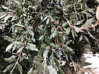 Klicken Sie auf die Vorschau, um das Vollbild zu sehen Elaeagnus%20angustifolia%2002.JPG