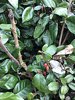 Klicken Sie auf die Vorschau, um das Vollbild zu sehen Elaeagnus%20multiflora%2002.JPG