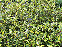 Klicken Sie auf die Vorschau, um das Vollbild zu sehen Elaeagnus%20pungens%20Maculata%20-%20Blattwerk.JPG