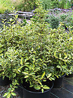 Klicken Sie auf die Vorschau, um das Vollbild zu sehen Elaeagnus%20pungens%20Maculata%20-%20Pflanze.JPG